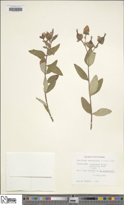 Hypericum calycinum L. × H. hookerianum Wight & Arn. - BM001201938