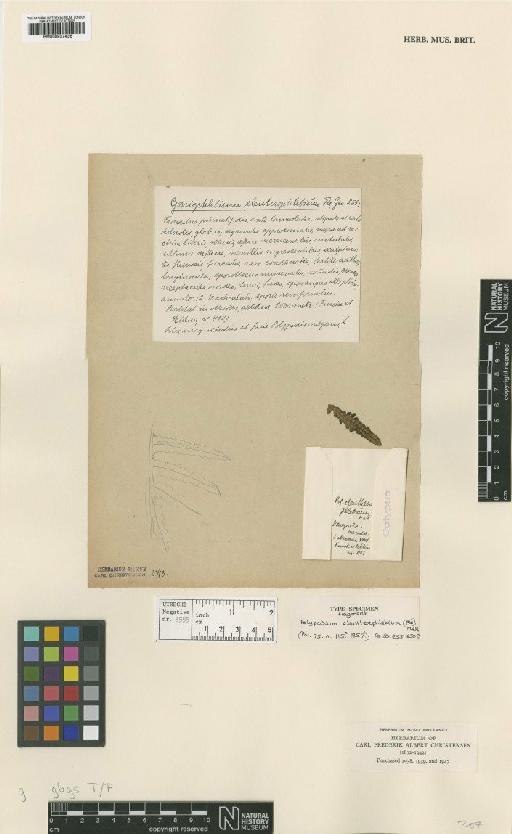 Goniophlebium eleutherophlebium (Fée) A.R.Sm. - BM000937436