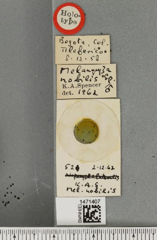 Melanagromyza nobilis Spencer, 1963 - BMNHE_1471407_label_46155