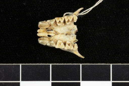 Hipposideros euotis Andersen, 1905 - 1907_1_1_312-Hipposideros_euotis-Type-Skull-occlusal