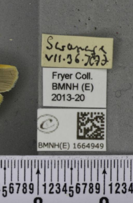 Eilema complana (Linnaeus, 1758) - BMNHE_1664949_label_288785