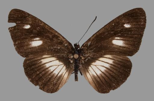 Neptis ochracea Evans - BMNH(E)#1719066_Neptis_ochracea_uluguru_Keilland_holotype_male_dorsal