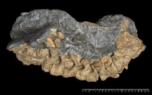 Scelidotherium leptocephalum Owen, 1840 - NHMUK PV M 3590 (5).tif