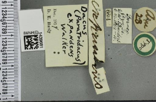 Bactrocera (Paratridacus) expandens (Walker, 1859) - BMNHE_1439681_label_35364