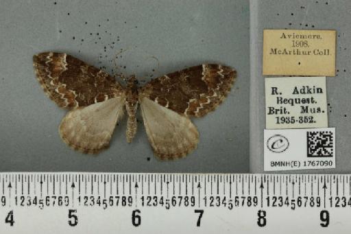 Dysstroma truncata truncata ab. perfuscata Haworth, 1809 - BMNHE_1767090_349465