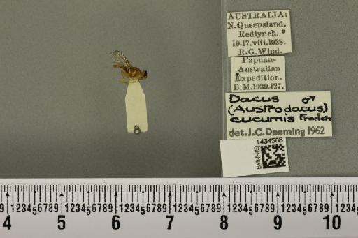 Bactrocera (Austrodacus) cucumis (French, 1907) - BMNHE_1434508_28386