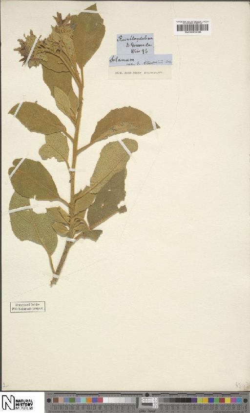 Solanum donianum Walp. - BM000935038