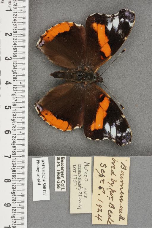 Vanessa atalanta ab. klemensiewiczi Schille, 1896 - BMNHE_500179_43818