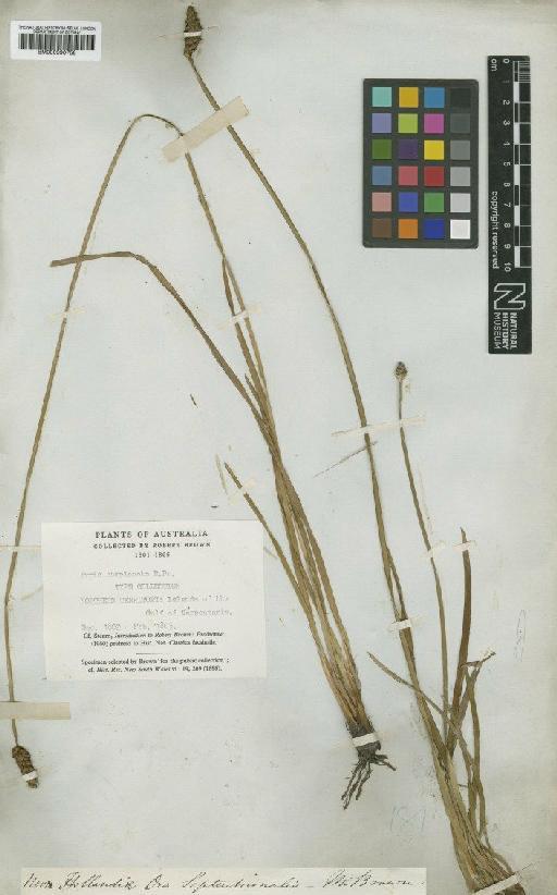 Xyris complanata R.Br. - BM000990758