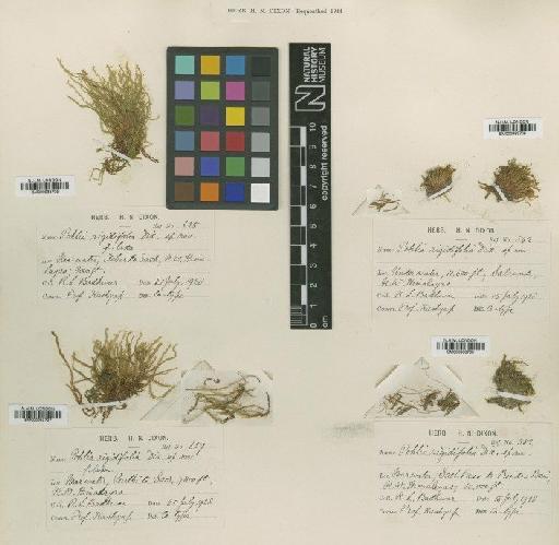 Pohlia wahlenbergii (F.Weber & D.Mohr) A.L.Andrews in Grout - BM000983705_a