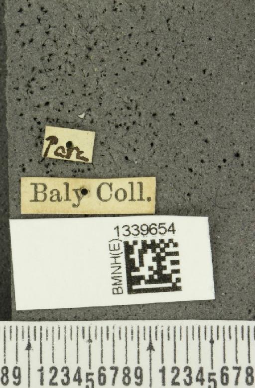 Aristobrotica paraensis (Baly, 1886) - BMNHE_1339654_label_23274