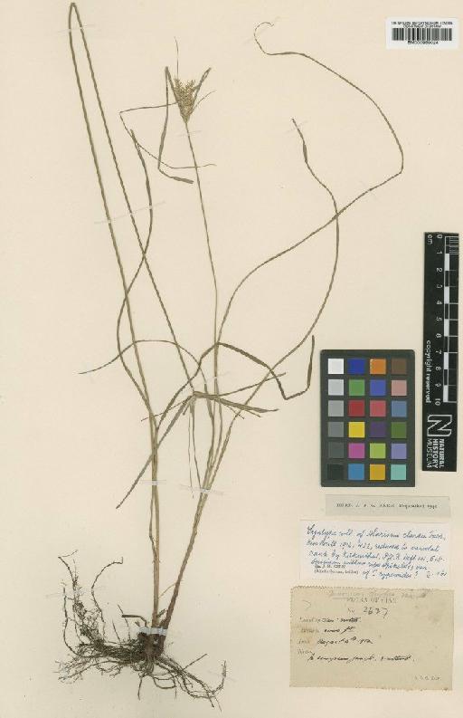 Mariscus clarkei Turrill - BM000959024