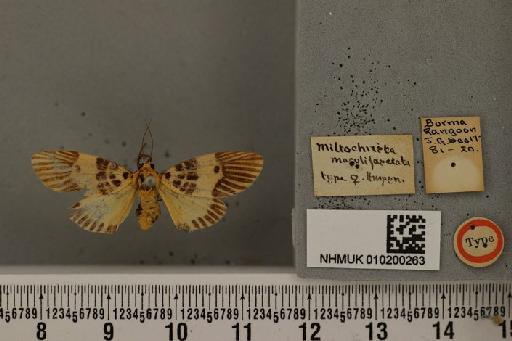 Miltochrista maculifasciata Hampson, 1894 - NHMUK010200263 Miltochrista maculifasciata Hampson 1894 female holotype Rangoon