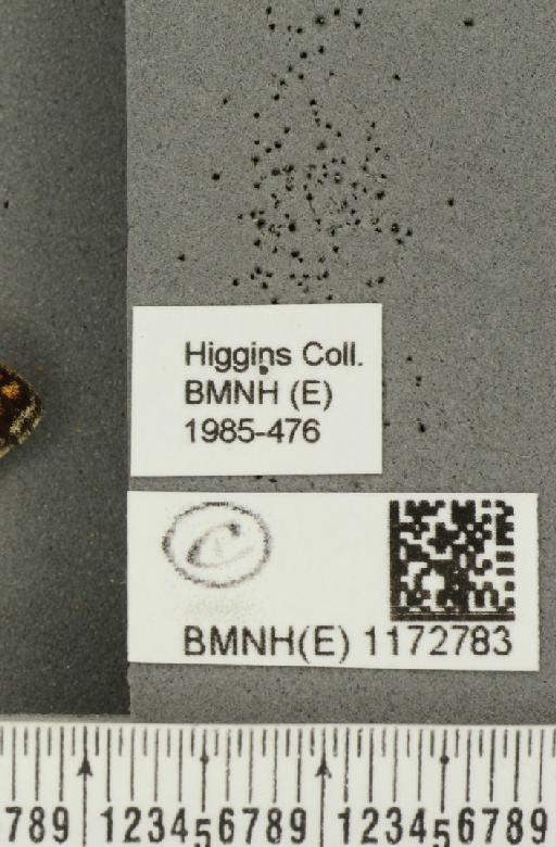 Euphydryas aurinia f. hibernica Birchall, 1873 - BMNHE_1172783_label_52942