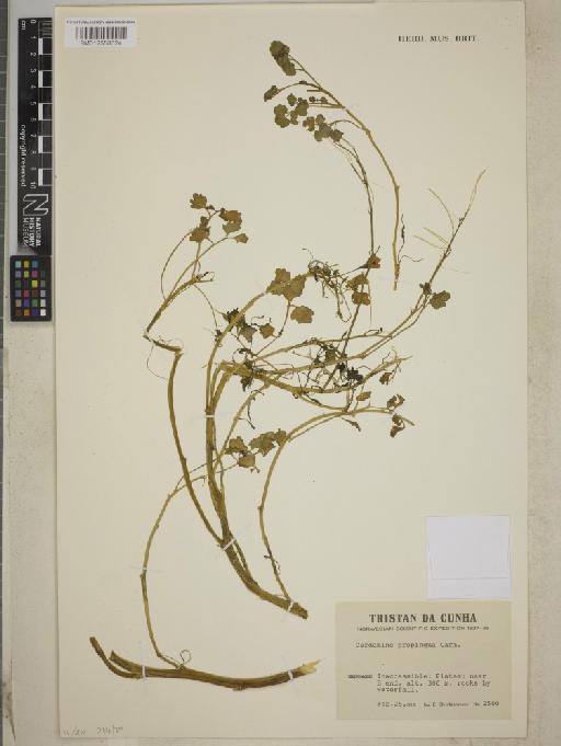 Cardamine proprinqua Carm. - BM012558624