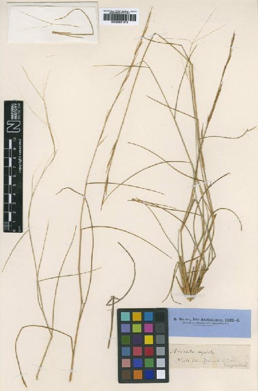 Aristida stipoides R.Br. - BM000991578