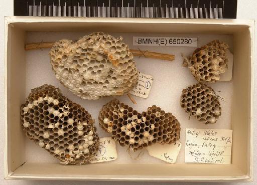 Polistes indicus Stolfa, 1934 - Hymenoptera Nest BMNH(E) 650280