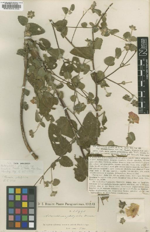 Pavonia platyloba R.E.Fr. - BM000545818