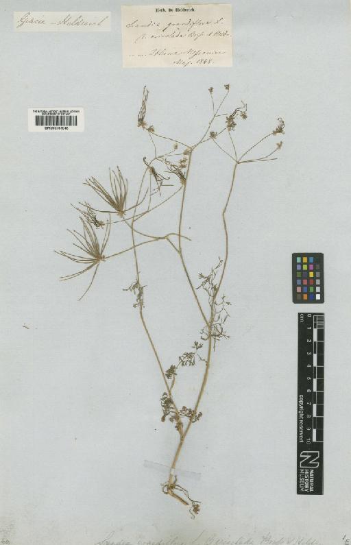 Scandix australis subsp. grandiflora Thell. - BM000751945