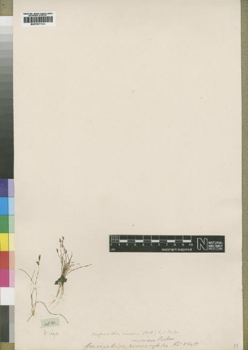 Hesperantha minima (Baker) R.C.Foster - BM000911972