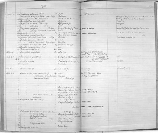 Stenogorgia miniata (Valenciennes) - Zoology Accessions Register: Coelenterata & Anthozoa: 1884 - 1934: page 243