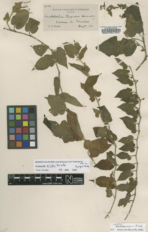 Aristolochia variifolia Duch. - BM000040904