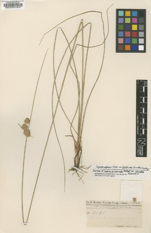 Cyperus reflexus var. fraternus (Kunth) Kuntze - BM000524039