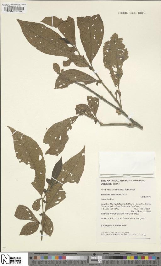 Solanum arboreum Dunal - BM000579078