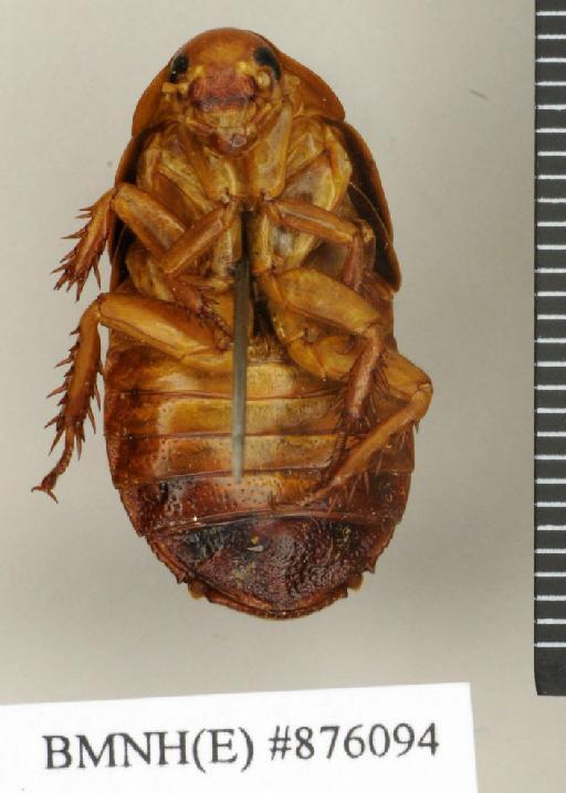 Salganea indica Princis, 1953 - Salganea indica Princis, 1953, female, non type, ventral. Photographer: Edward Baker. BMNH(E)#876094