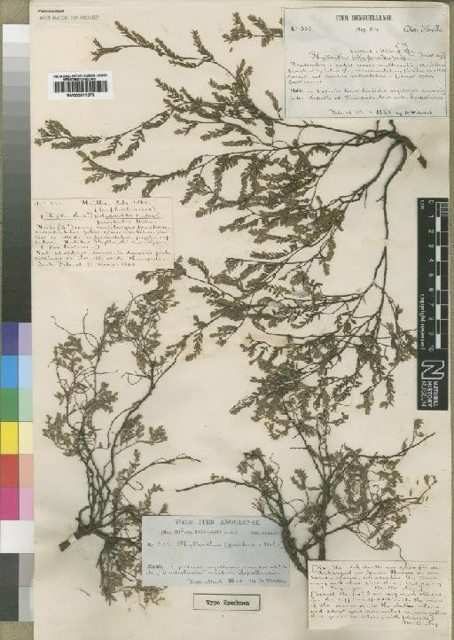 Phyllanthus prostratus - BM000911073