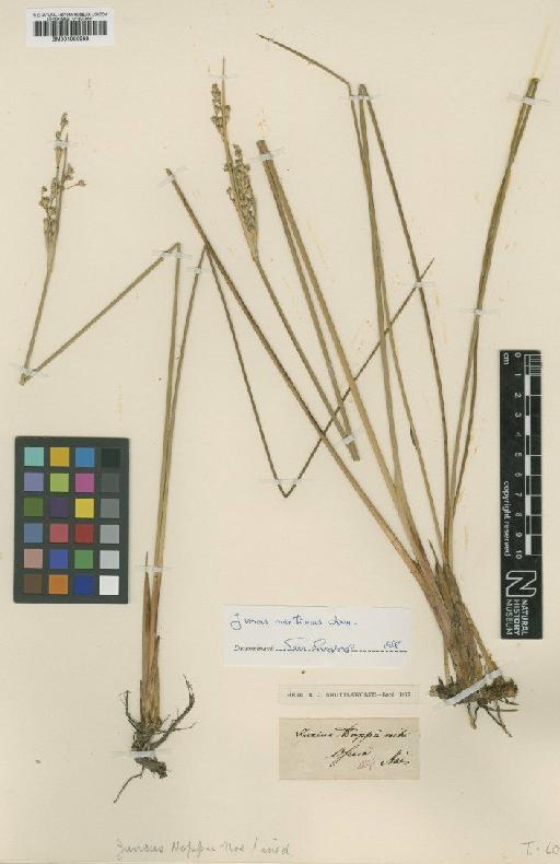 Juncus littoralis C.A.Mey. - BM001066988