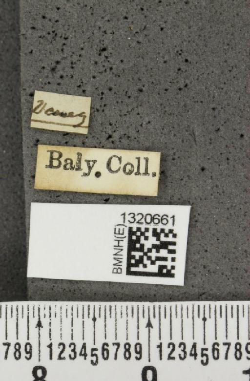 Paratriarius coryphaea (Baly, 1886) - BMNHE_1320661_label_21362