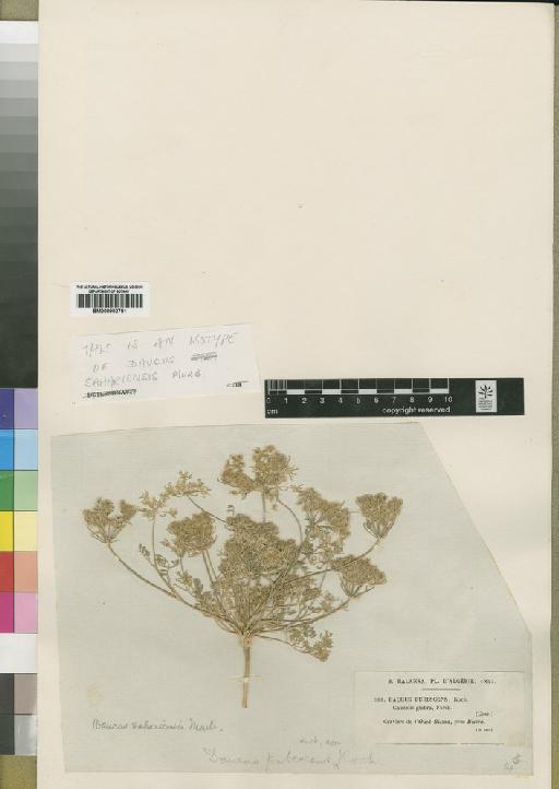 Daucus sahariensis Murb - BM000902781
