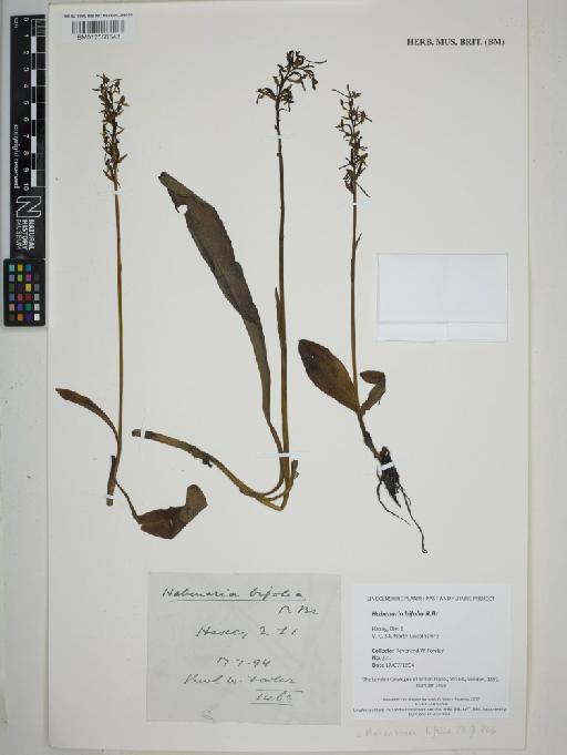 Platanthera bifolia (L.) Rich. - BM012556543_sheet