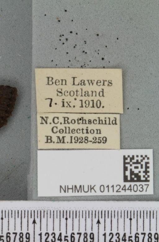 Aporophyla nigra (Haworth, 1809) - NHMUK_011244037_label_645175