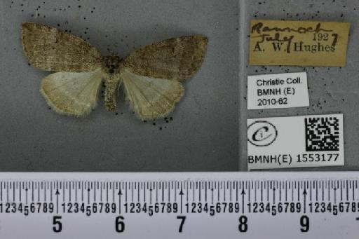 Ochropacha duplaris (Linnaeus, 1761) - BMNHE_1553177_237518
