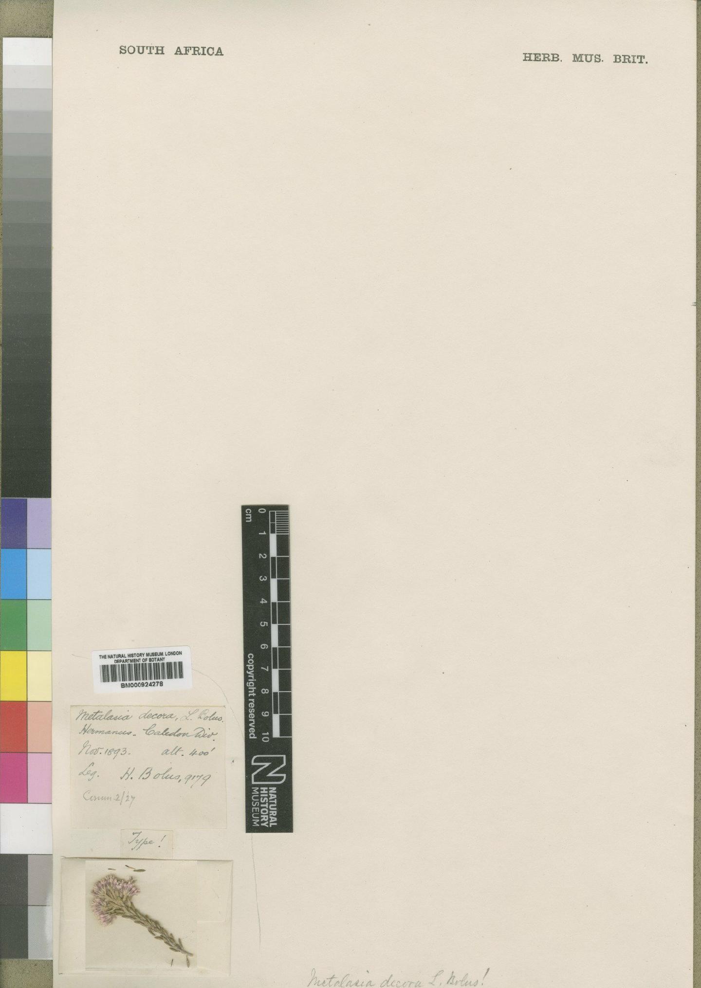 To NHMUK collection (Metalasia decora Bolus; Type; NHMUK:ecatalogue:4529306)