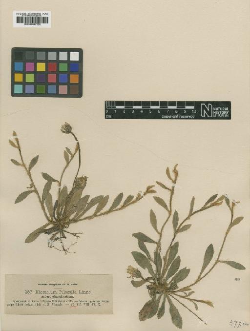Hieracium pilosella subsp. oligochaetium Nägeli & Peter - BM001047325
