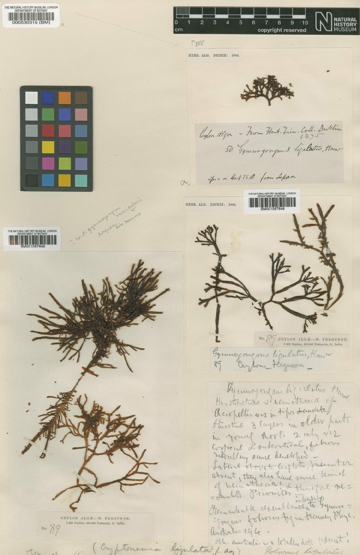 To NHMUK collection (Polyopes ligulatus (Harv. ex Kütz.) De Toni; NHMUK:ecatalogue:2303703)