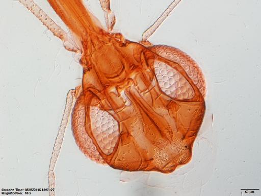 Lutzomyia spinicrassa species group Verrucarum Morales-Alarcon et al., 1969 - Lutzomyia_spinacrassa-BMNH(E)1722094_PT-female_head-10x.tif