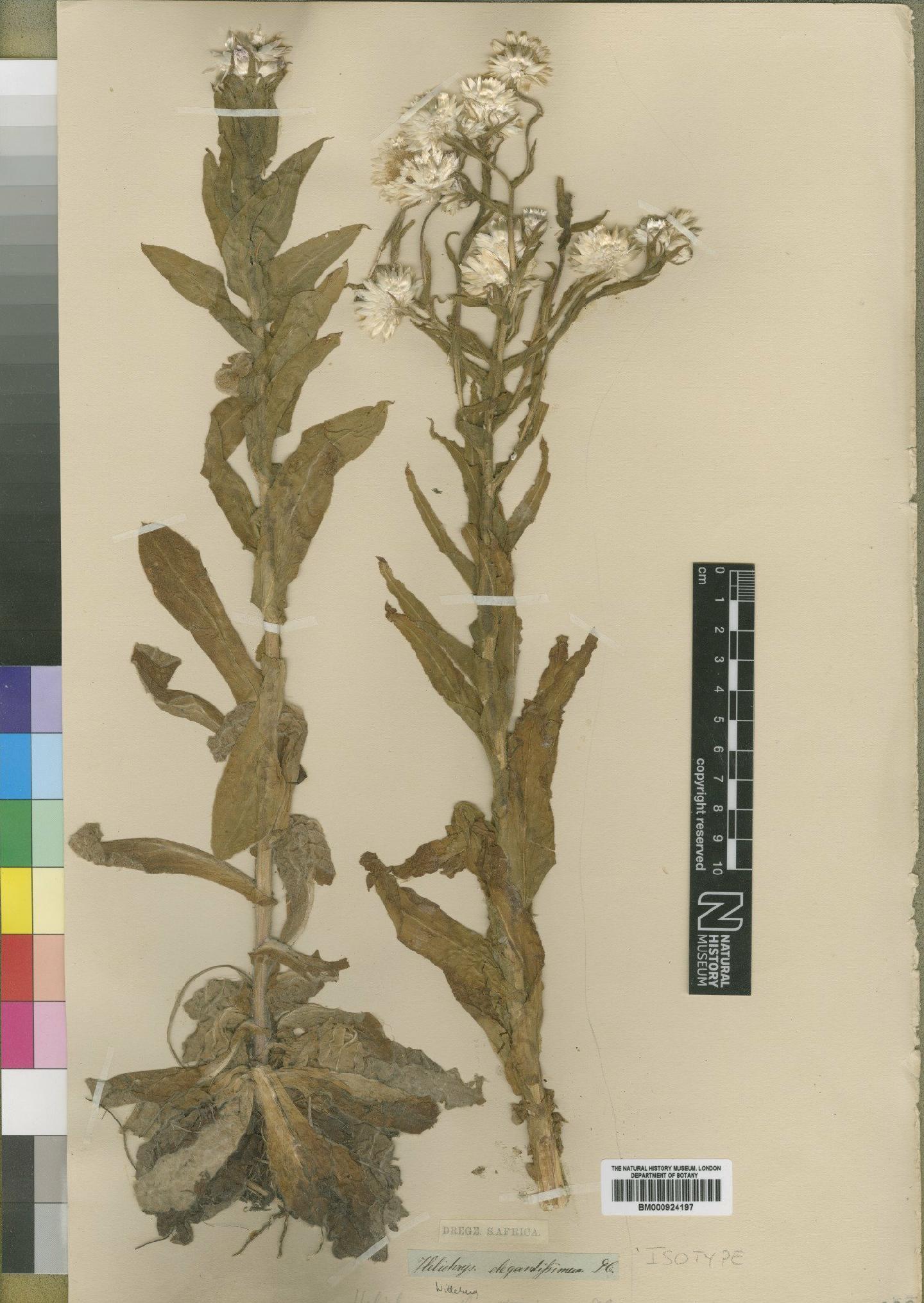 To NHMUK collection (Helichrysum elegantissimum DC.; Isotype; NHMUK:ecatalogue:4529225)
