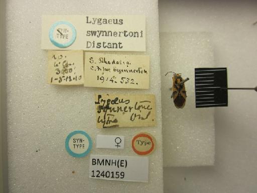 Lygaeus swynnertoni Distant, 1915 - Lygaeus swynnertoni-BMNH(E)1240159-Syntype female dorsal & labels