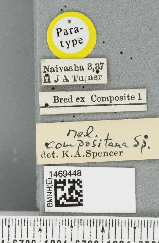 Melanagromyza compositana Spencer, 1959 - BMNHE_1469448_label_45208