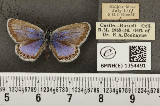 Plebejus argus masseyi Tutt, 1909 - BMNHE_1354491_174284