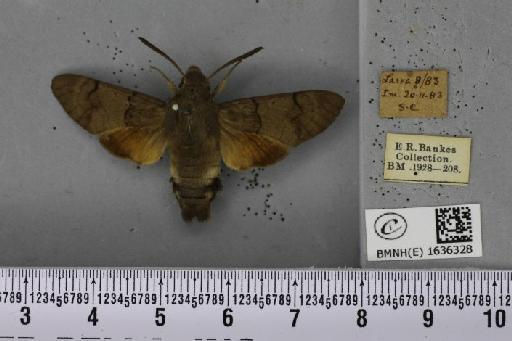 Macroglossum stellatarum (Linnaeus, 1758) - BMNHE_1636328_206044