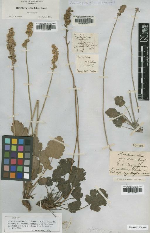 Heuchera cylindrica Douglas - BM001042502