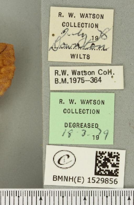 Euthrix potatoria (Linnaeus, 1758) - BMNHE_1529856_label_197300