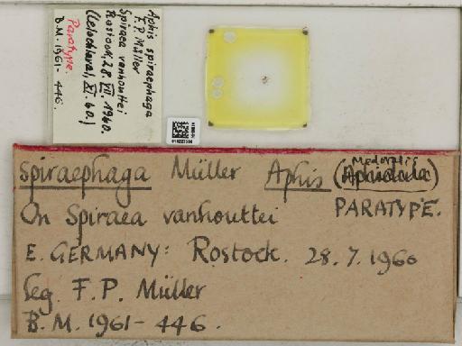 Aphis (Medoralis) spiraephaga Muller, 1961 - 014227584_112530_1093089_157717_Type