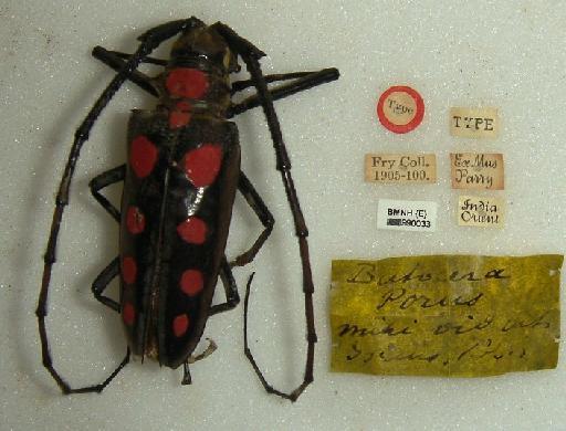 Batocera roylii (Hope, 1833) - batocera_roylei_BMNH990033