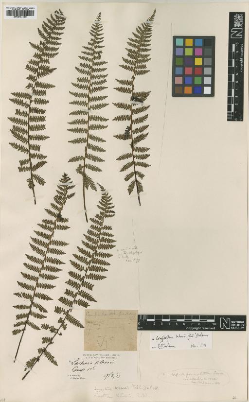 Coryphopteris klossii (Ridl.) Holttum - BM001044454